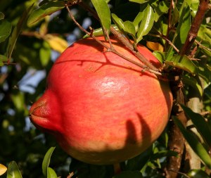http://en.wikipedia.org/wiki/File:Pomegranate_fruit.jpg